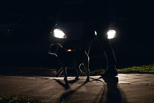 Produktbild Beeztees Safety Gear Y-geschirr (Hund, Allgemein)