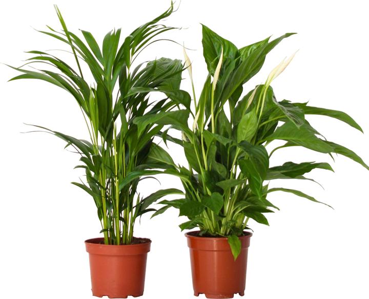 Plant in a Box Spathiphyllum, Areca - 2 mix air purifying plants (60 cm)