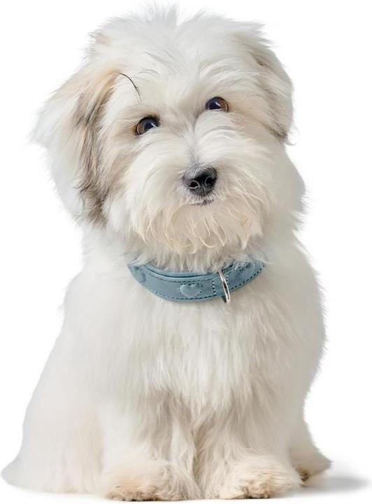 Actual product image Hunter - H.HB Soho X Love - 47/S-M - Blue (Dog, General)