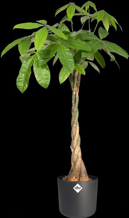 Immagine prodotto Elho b.for soft (13.80 cm)