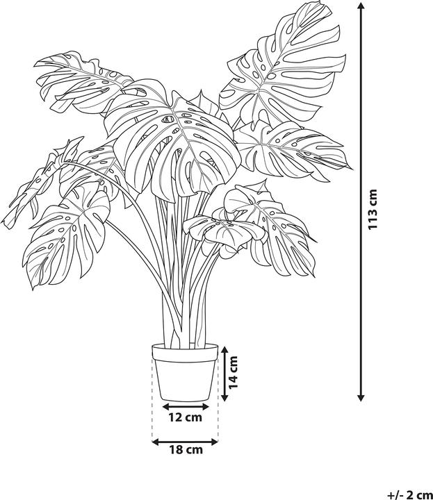 Immagine prodotto Beliani Monstera Plant (113 cm)