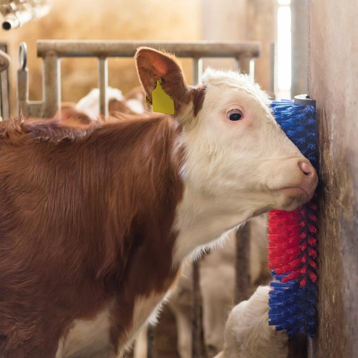 Actual product image Kerbl Scratching brush