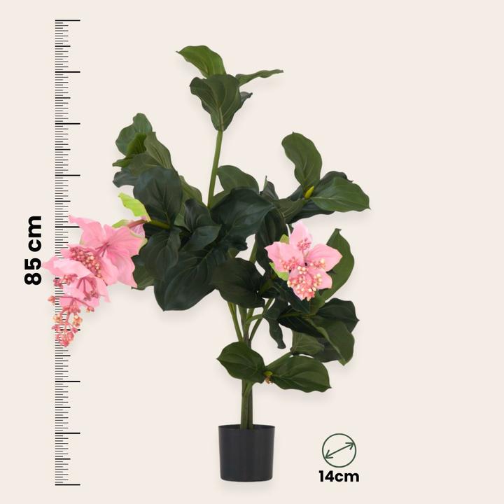 Immagine prodotto Plant in a Box Medinilla - (85 cm)