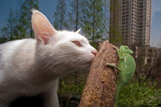 Immagine prodotto Venus Optic Laowa 15mm f/4.0 Grandangolo Macro Sony FE (Sony E, Full frame)