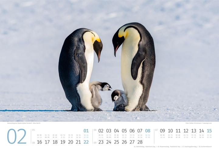Produktbild Pinguine Kalender 2026