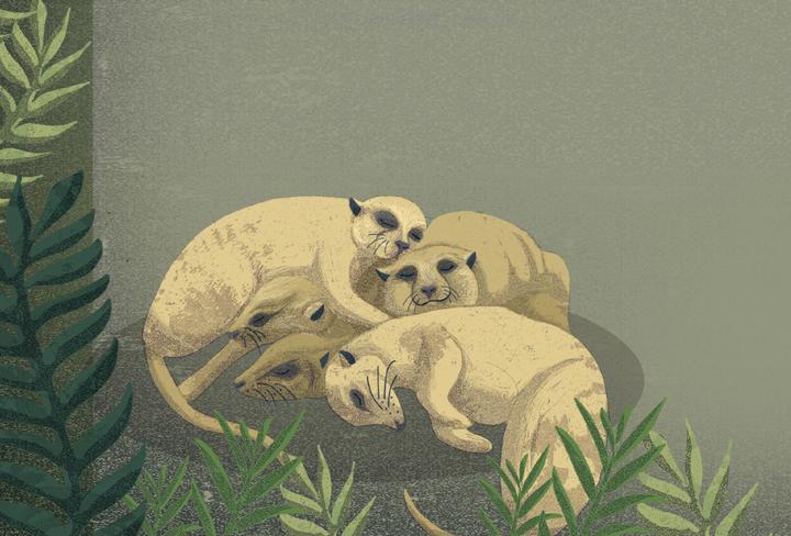 Immagine prodotto Die Nacht ist voller Wunder (Tedesco, Nicola Edwards, 2019)