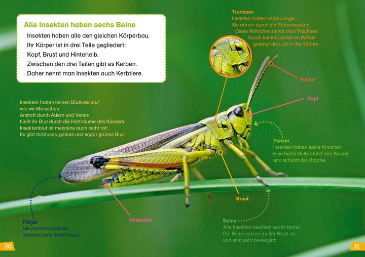 Actual product image Tessloff WAS IST WAS Erstes Lesen Band 11. Insekten (German, Christina, Brown, 2020)