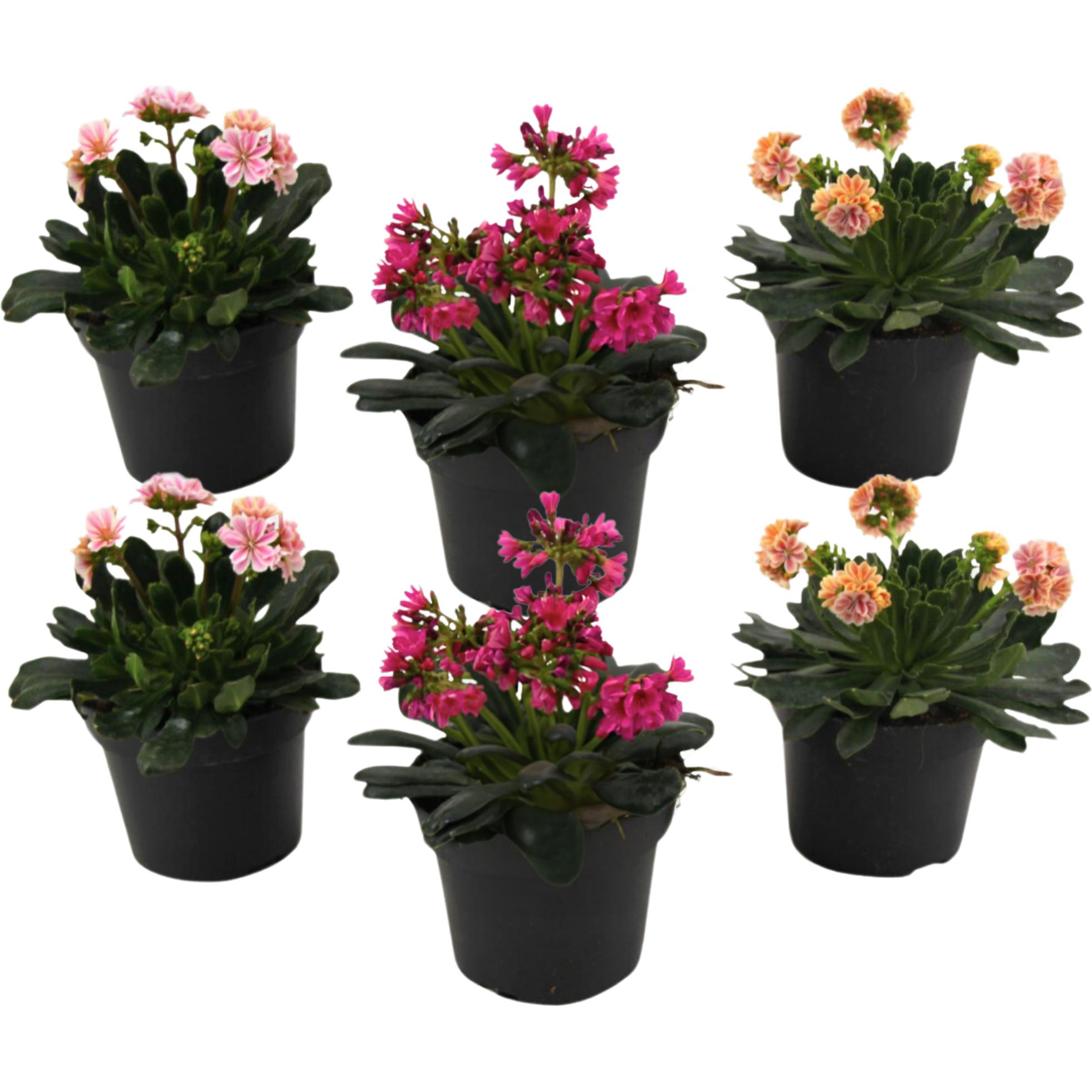 Plant in a Box, Pflanzen, Lewisia cotyledeon - 6er-Set Bitterkraut (10 cm)