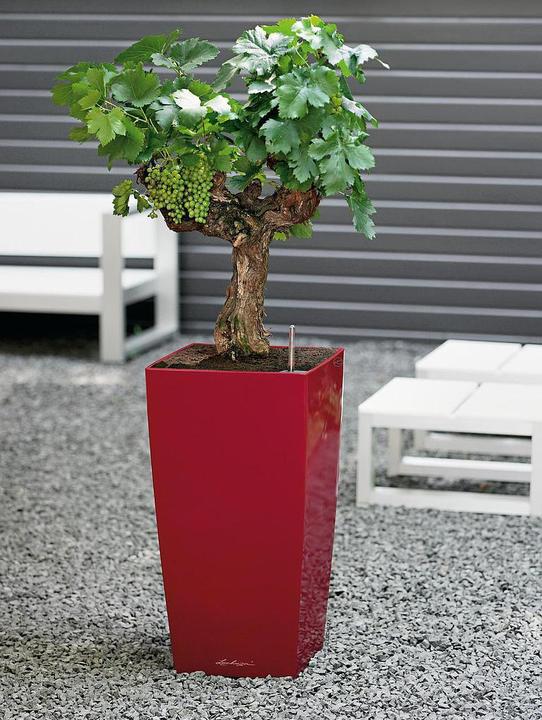 Image du produit Lechuza Cubico (39.50 cm)