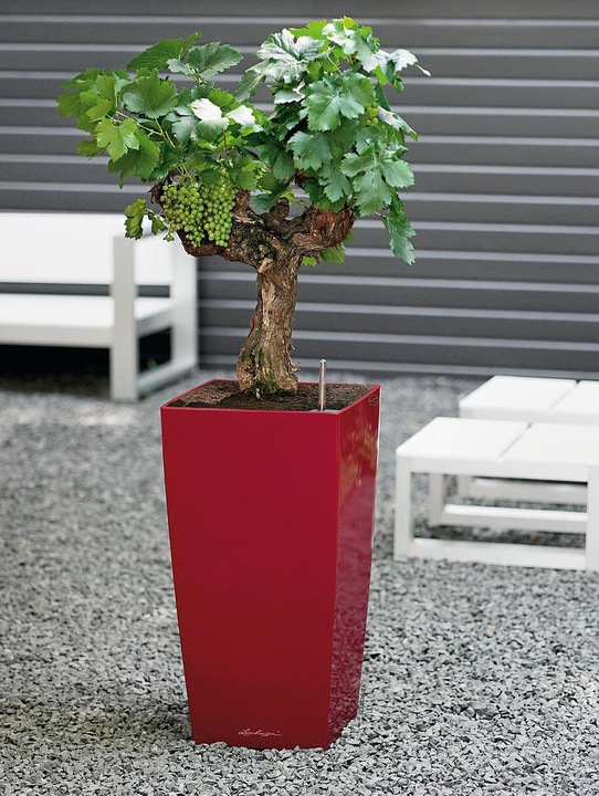 Actual product image Lechuza Cubico (39.50 cm)