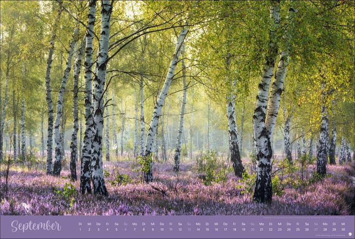 Actual product image Zauberwälder Edition Kalender 2026 (58 x 39 cm)