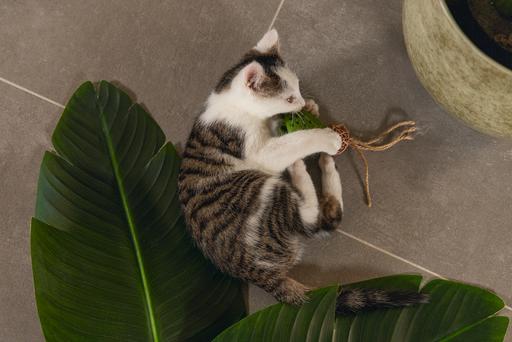 Immagine prodotto Beeztees Dschungel Raddi (Catmint giocattolo)