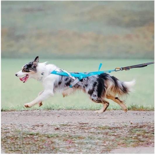 Non-Stop Dogwear Harnais Freemotion 5.0 (4, XS, Chien, Sport canin), Collier + laisse