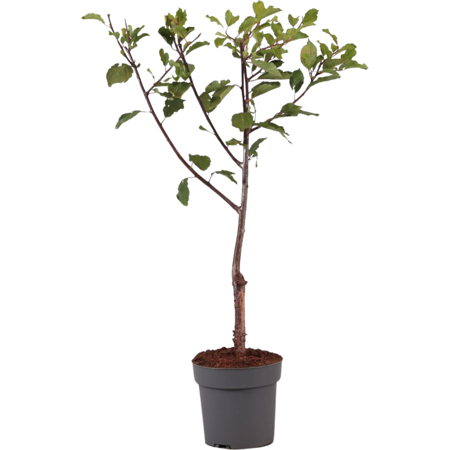 Plant in a Box, Pflanzen, Prunus domestica 'Opal' - Pflaumenbaum (90 cm)