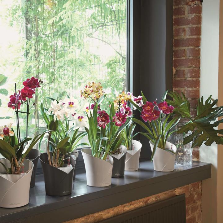 Produktbild Lechuza Orchidea (18 x 20 cm)