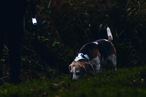 Produktbild Beeztees Safety gear halsband (Hund, Allgemein)