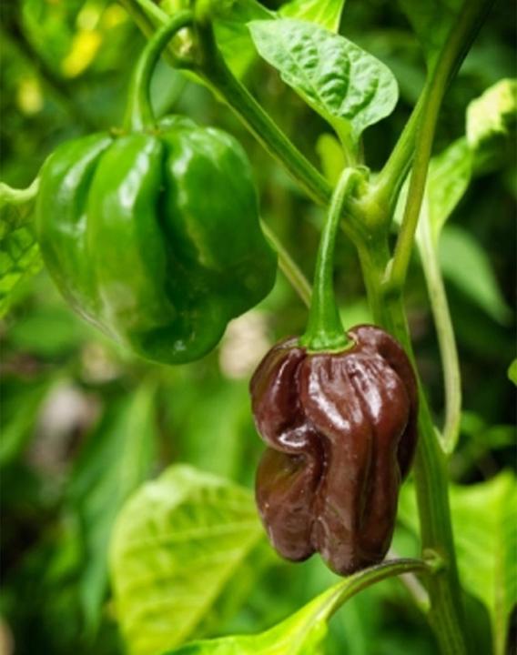 Tropica Chocolate-Habanero Chili Capsicum Chinense