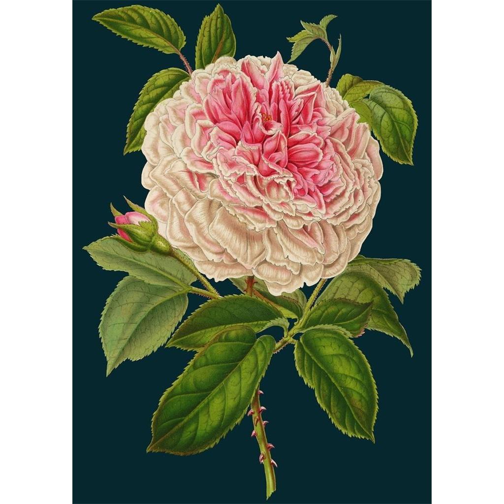 Madame Treacle B6-Karte mit Rosenumschlag (41917885)