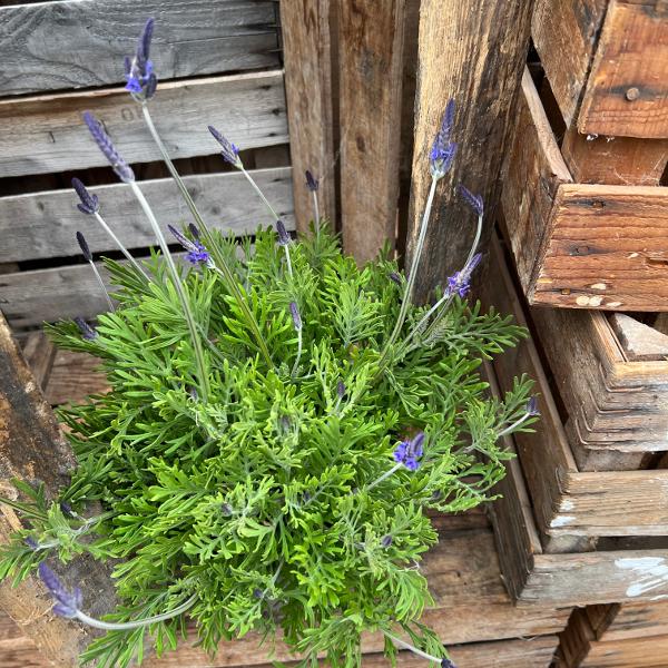 Produktbild Säntispracht Der kanarische Schmetterlings-Lavendel - Lavendula 'pinnata' (80 cm)