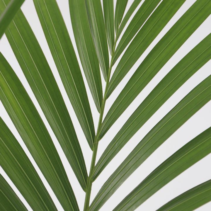 Actual product image Plant in a Box Howea forsteriana - Kentia Palm (130 cm)