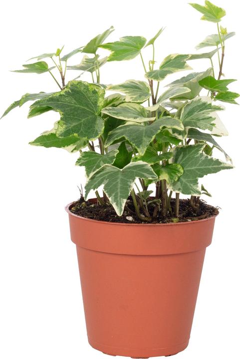 Produktbild Flowerbox Gemeiner Efeu- Hedera helix (15 cm)