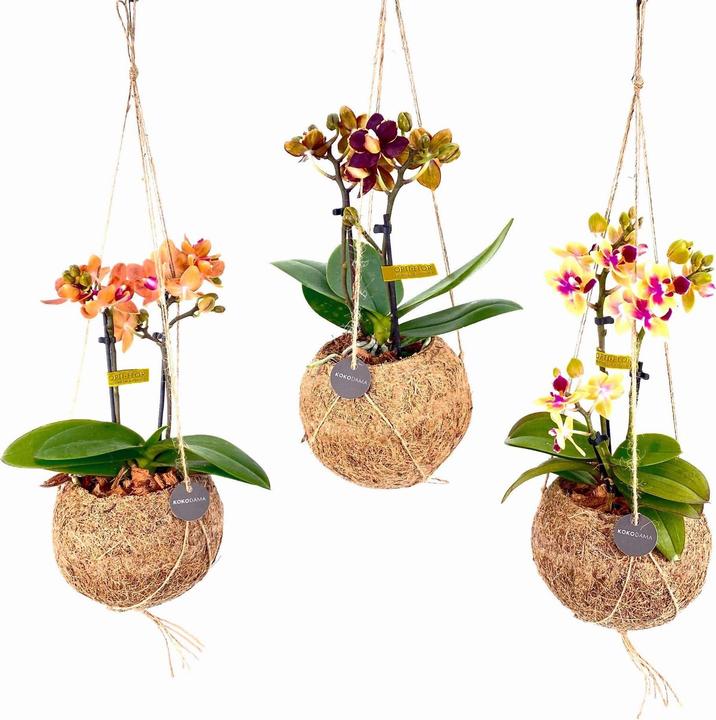 Fresca-Plant Kokodama Orchideen 2Tr Ampel 12cm 6set (25 cm)