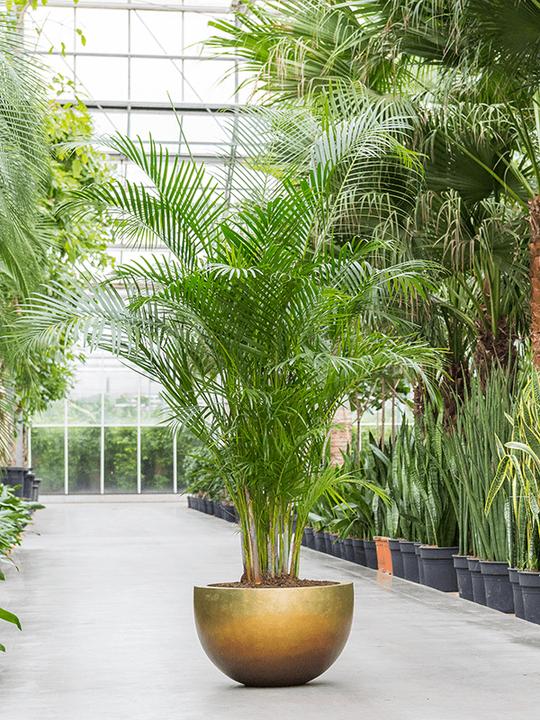 Produktbild Baq Design Metallic Silver Leaf Bowl (45 x 27 cm)