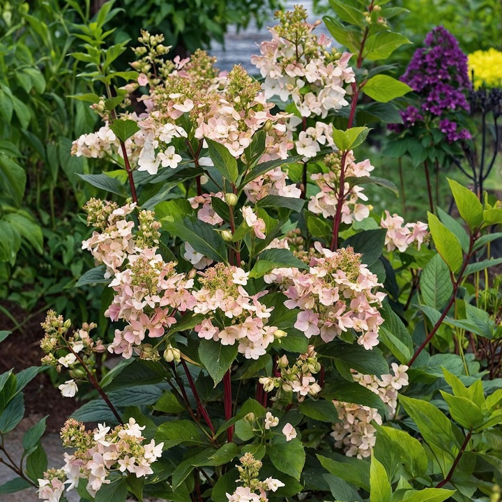 Actual product image Plant in a Box Hydrangea paniculata 'Early Harry' - set of 2 hydrangeas (25 cm)