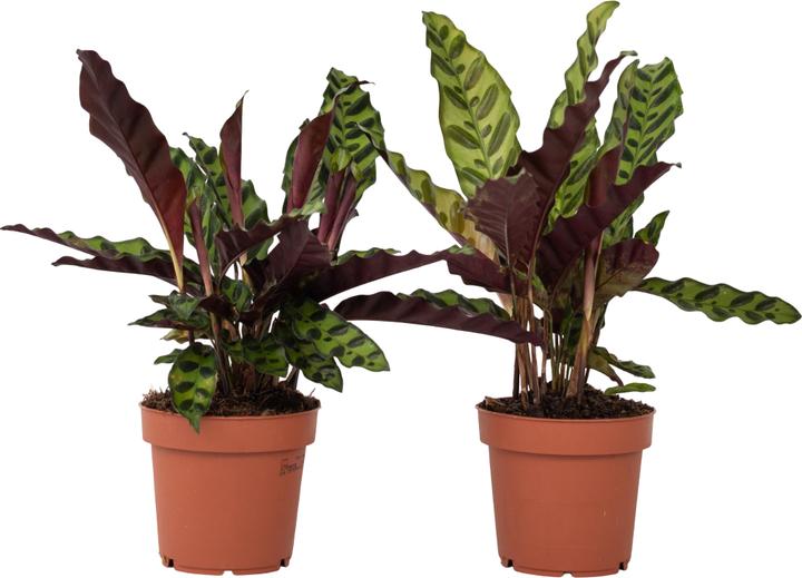 Image du produit Plant in a Box Calathea lancifolia - Set de 2 marantes en osier (30 cm)