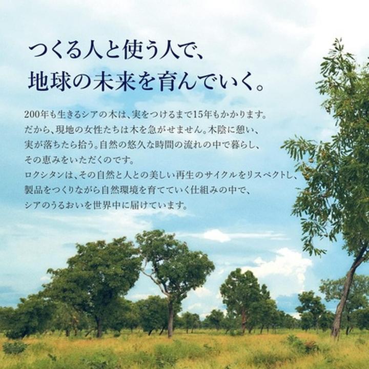 Actual product image L'Occitane Shea Butter Ultra Rich Lip Balm (Lip balm, 12 ml)