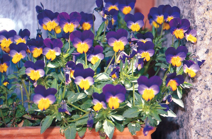 Produktbild Zollinger Bio Stiefmütterchen, Kleinblütiges (zweijährig) (Keimlinge)