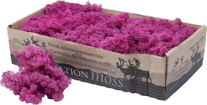 Actual product image Flowerbox Iceland moss