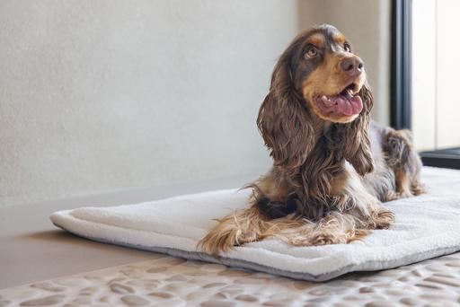 Actual product image Designed by Lotte Lounger cushion Gisel (Dog)