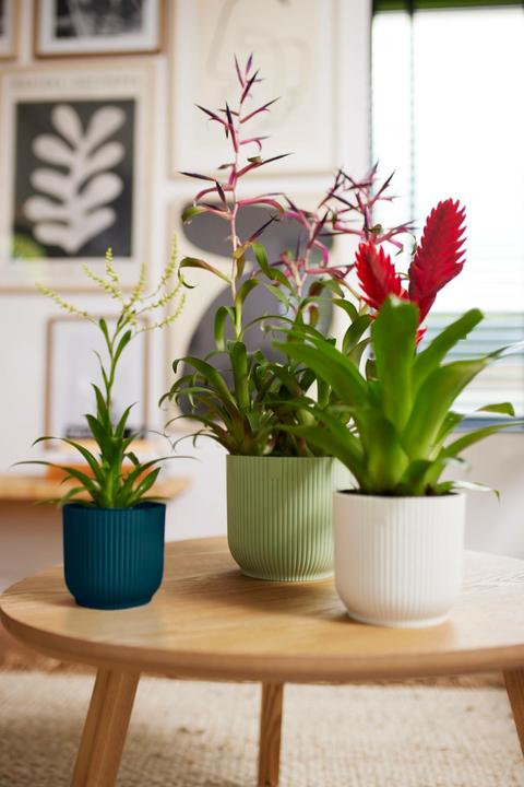 Produktbild Elho Vibes Fold (16.10 cm)