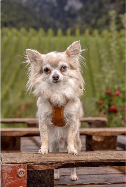 Productafbeelding Curli Harnas Appelleder, 3XS, Bruin (3XS, Hond, Algemeen)