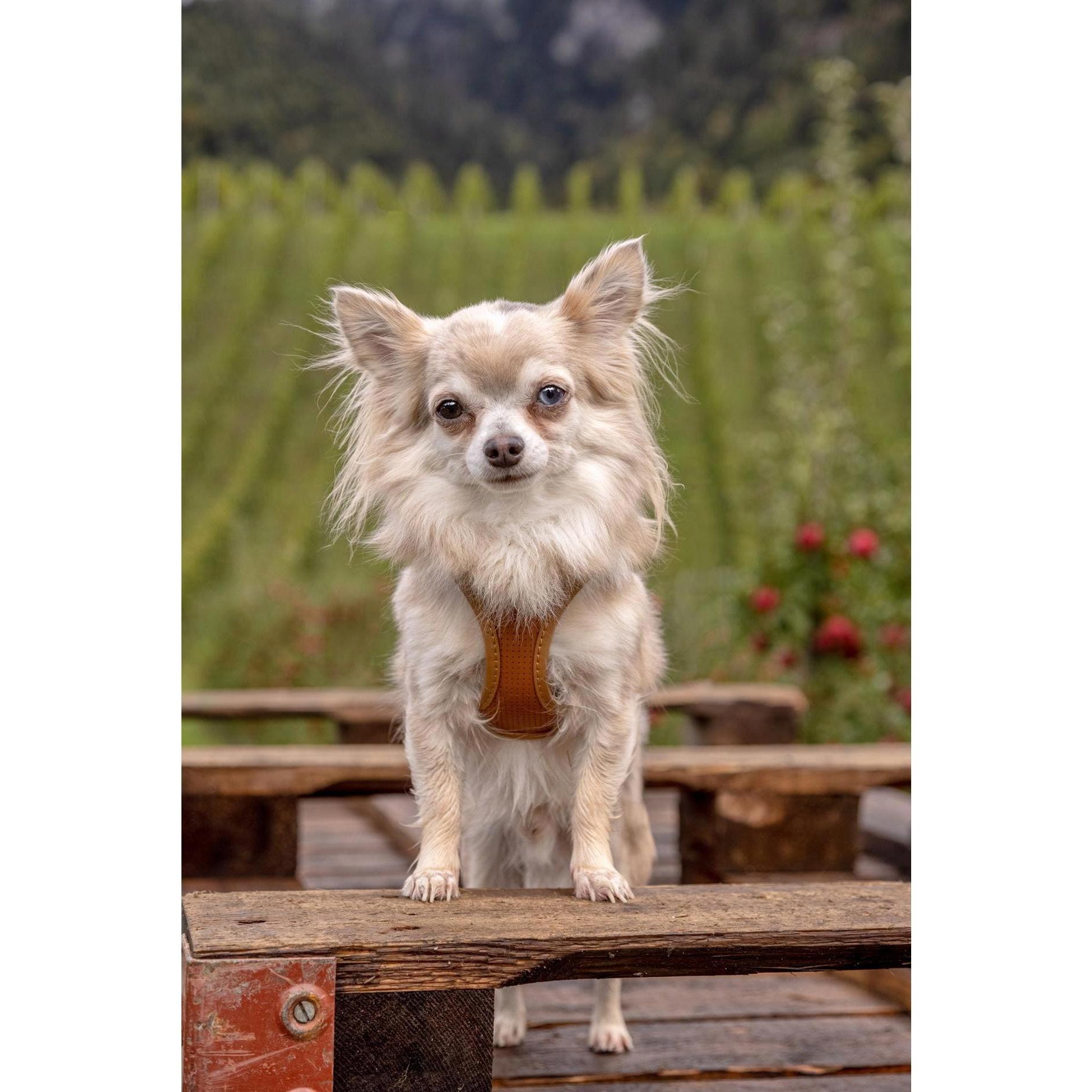 Curli Clasp harnais en cuir de pomme marron XXXS