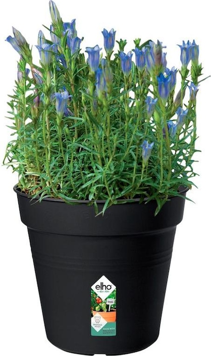Actual product image Elho Green Basics (17 cm)