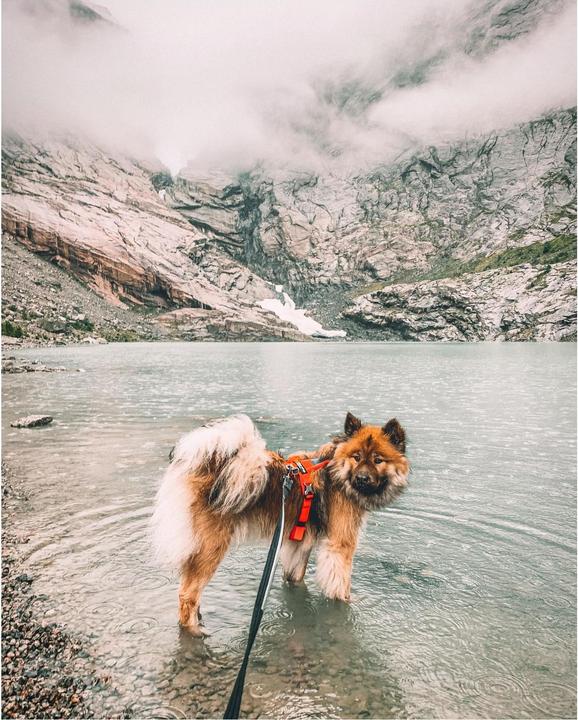 Produktbild Non-Stop Dogwear Strong Leash (Hund)