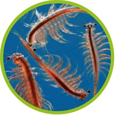Produktbild Hobby Artemia Aufzuchtschale (2820 ml)