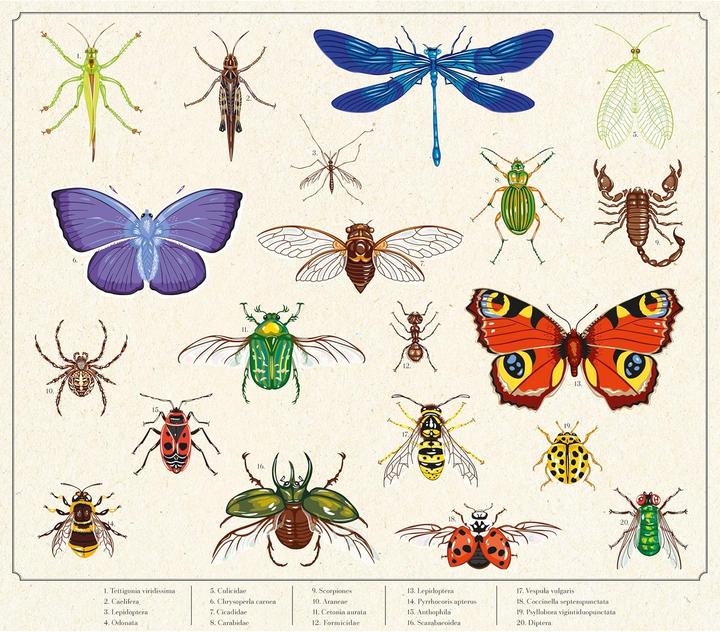 Produktbild Janod Atelier – Gartenforscher