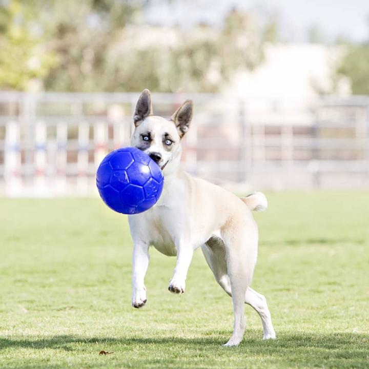 Immagine prodotto Jolly Pets Giocattoli per cani (Palla giocattolo per cani)