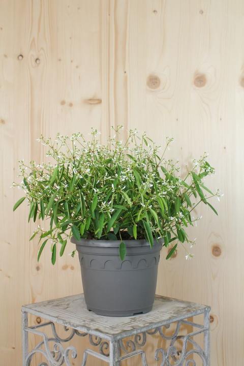 Image du produit Säntispracht La neige magique qui supporte la chaleur - Euphorbia hypericifolia 'Diamond Frost (35 cm)