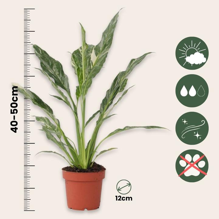 Produktbild Plant in a Box Spathiphyllum Diamond - Diamant-Efeu (40 cm)