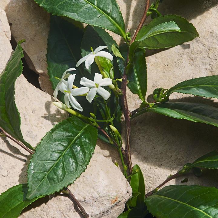 Produktbild Dolce & Gabbana Capri In Love (Eau de Parfum, 50 ml)