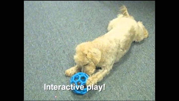 Image du produit JW Jouet pour chien Hol-ee Roller Jumbo, Ø 19 cm, Assorti (Jouet à mâcher pour chien)