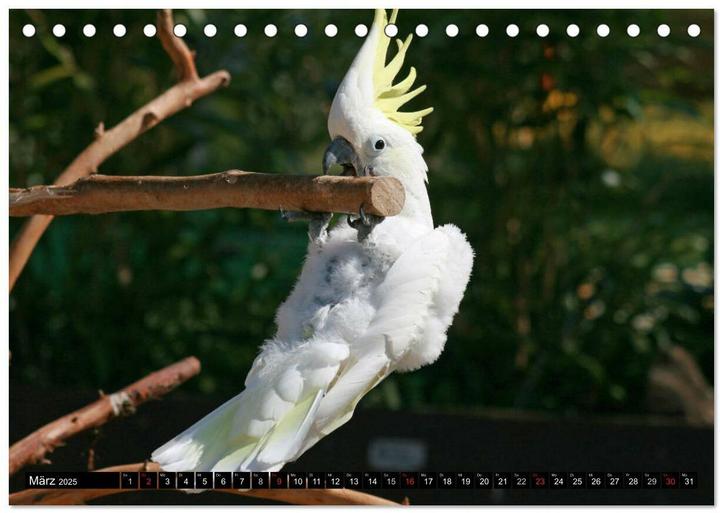 Image du produit Die Kakadus sind los (Tischkalender 2025 DIN A5 quer), Monatskalender (A5)