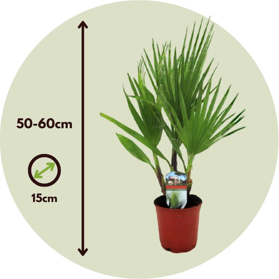 Thumbnail - Plant in a Box, Pflanzen, Washingtonia Robusta - 2er Set Mexikanische Fächerpalme (50 cm)