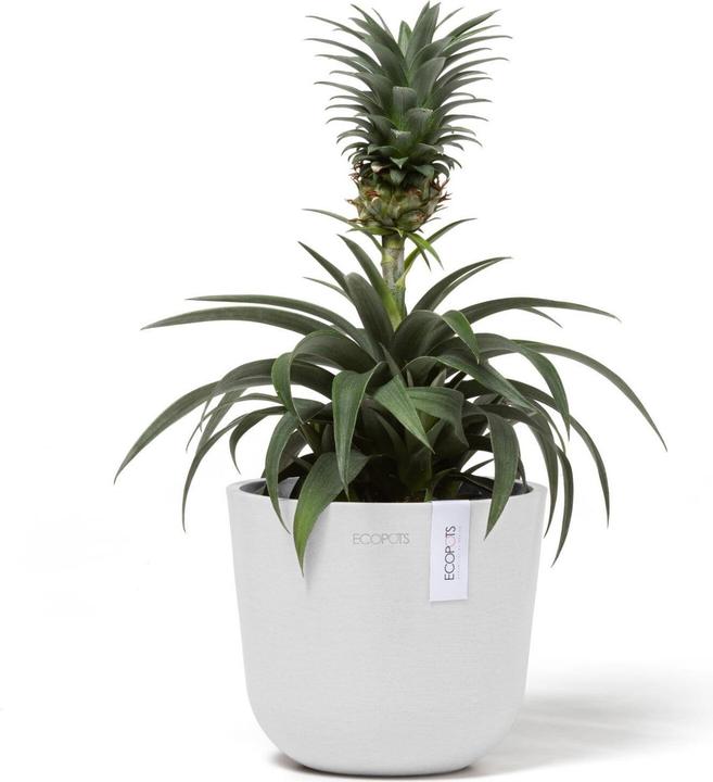 Immagine prodotto Ecopots Oslo Mini (16 cm)