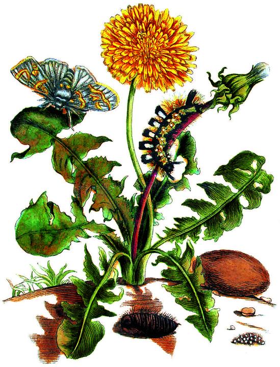 Produktbild Maria Sibylla Merian - Acht Kunst-Klapp (8 Stk.)