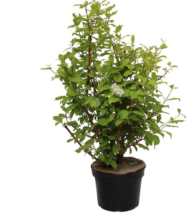 Produktbild Zulauf Tatarischer Hartriegel / Cornus alba 'Sibirica' (100 cm)